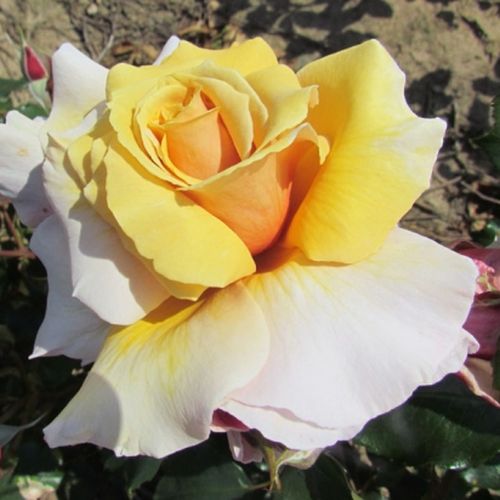 Rosa Magic Moment™ - žltá - Stromkové ruže,  kvety kvitnú v skupinkáchstromková ruža s kríkovitou tvarou koruny